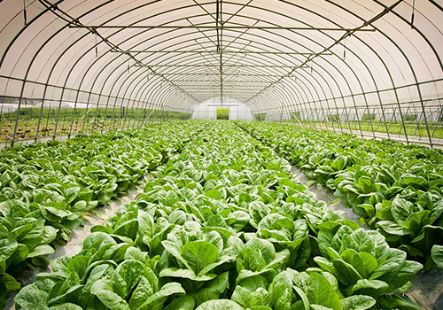 助力绿色农业发展，蔬菜大棚用上空气能热泵恒温安全更经济