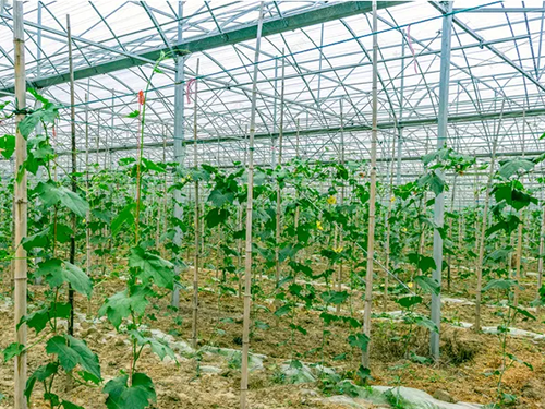 恒温大棚空气能供暖 派沃助推绿色农业发展！